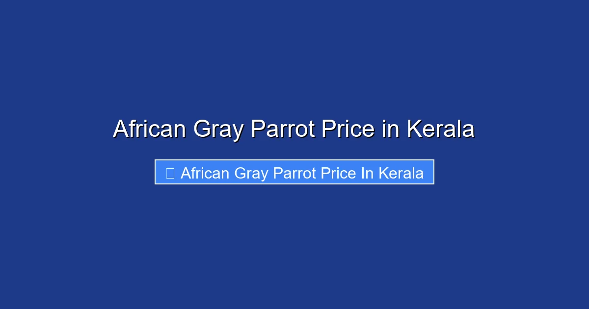 African Gray Parrot Price in Kerala