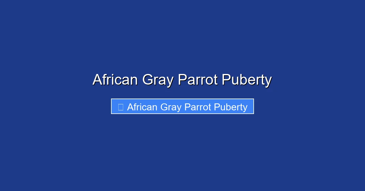 African Gray Parrot Puberty