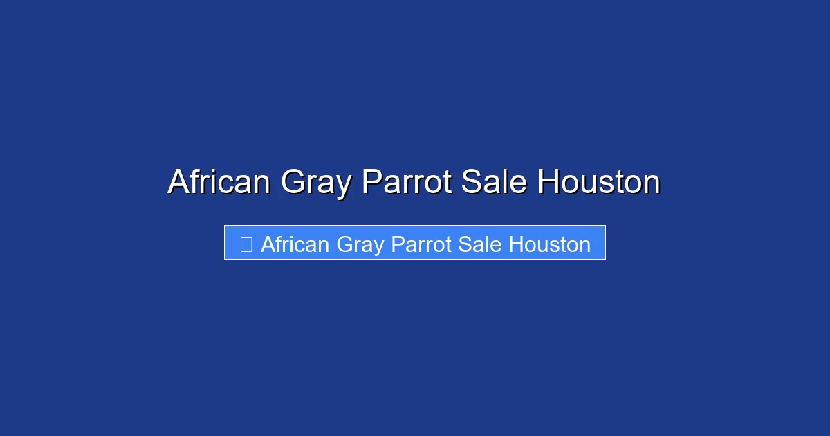 African Gray Parrot Sale Houston