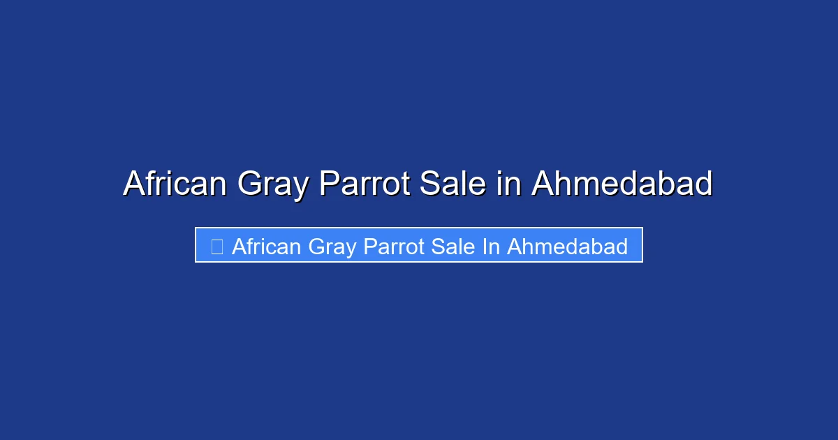 African Gray Parrot Sale in Ahmedabad