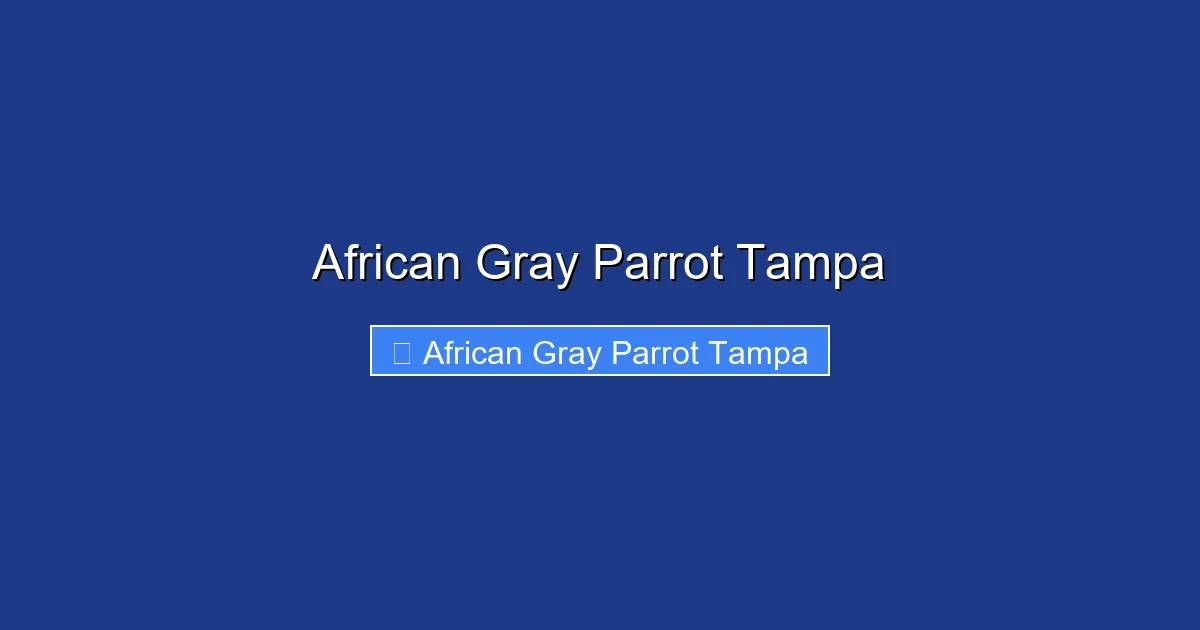 African Gray Parrot Tampa