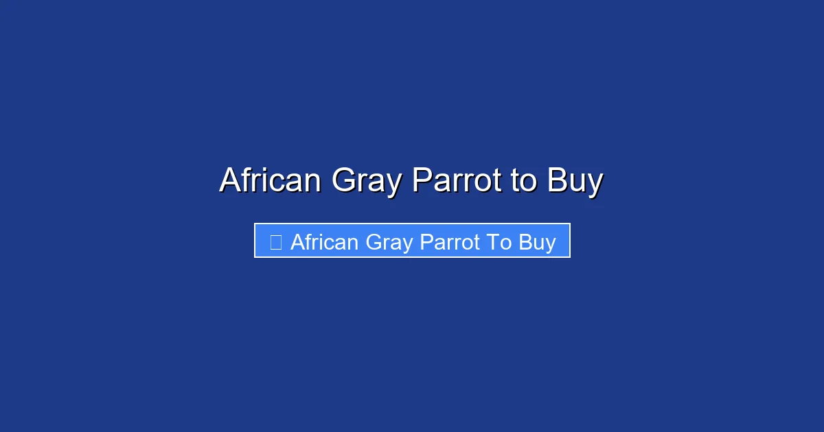 African Gray Parrot to Buy