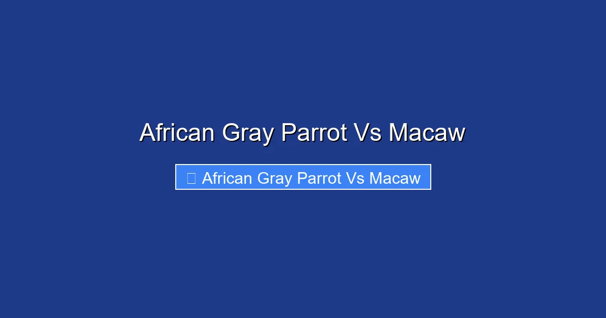 African Gray Parrot Vs Macaw