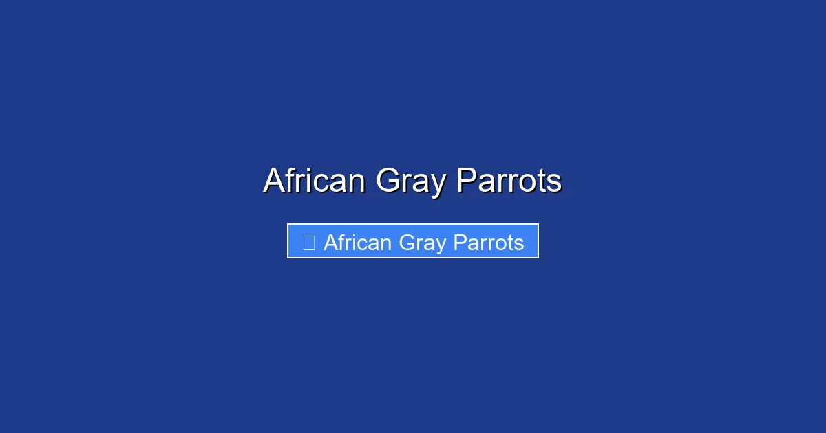 African Gray Parrots