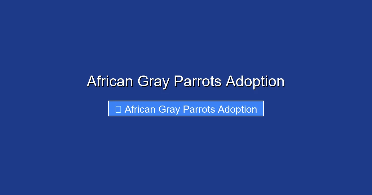 African Gray Parrots Adoption