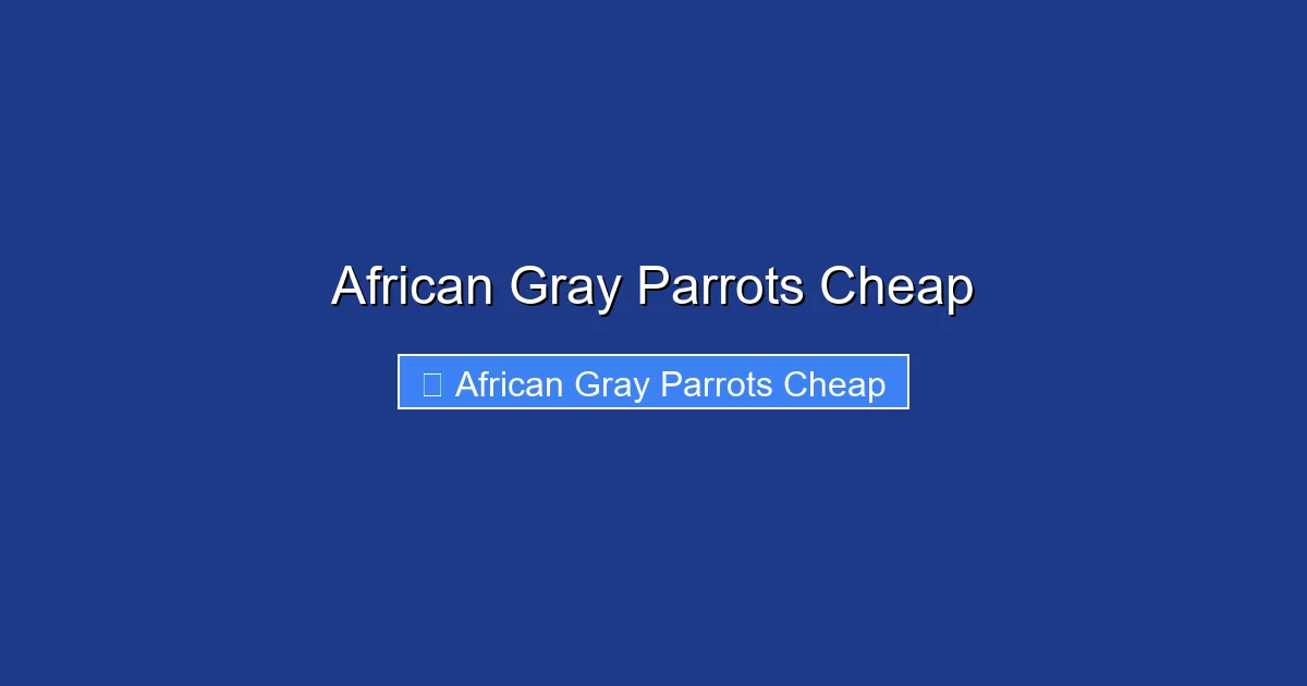 African Gray Parrots Cheap