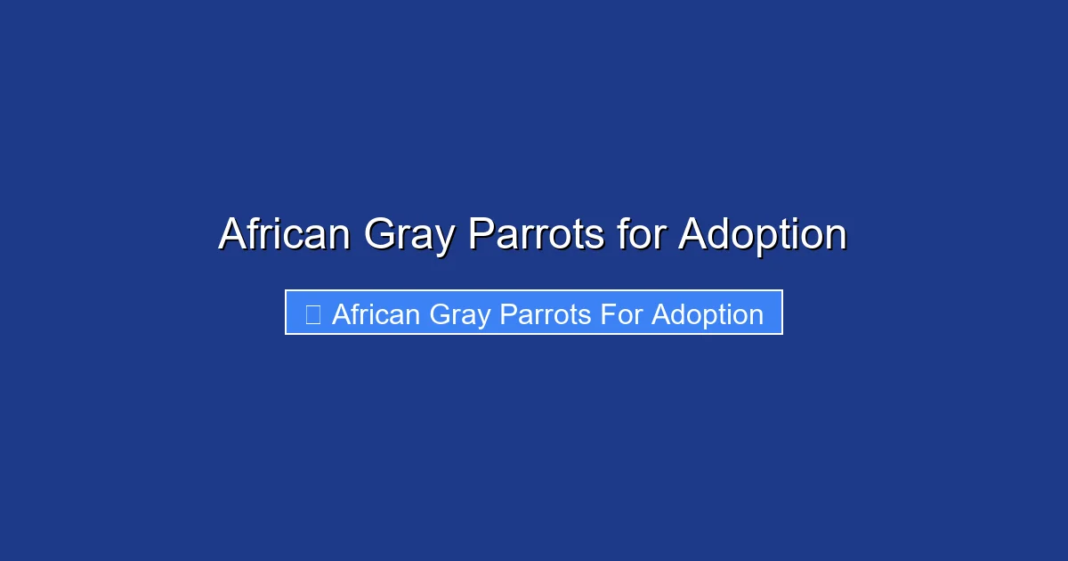 African Gray Parrots for Adoption