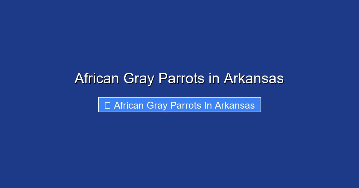 African Gray Parrots in Arkansas