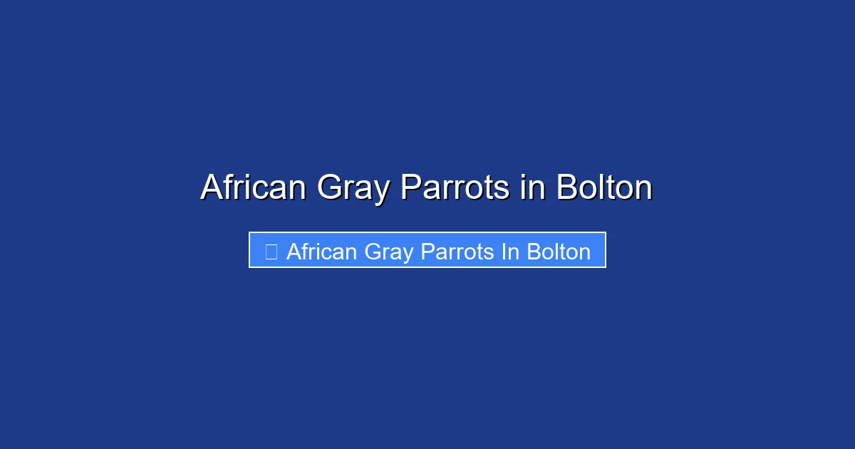 African Gray Parrots in Bolton