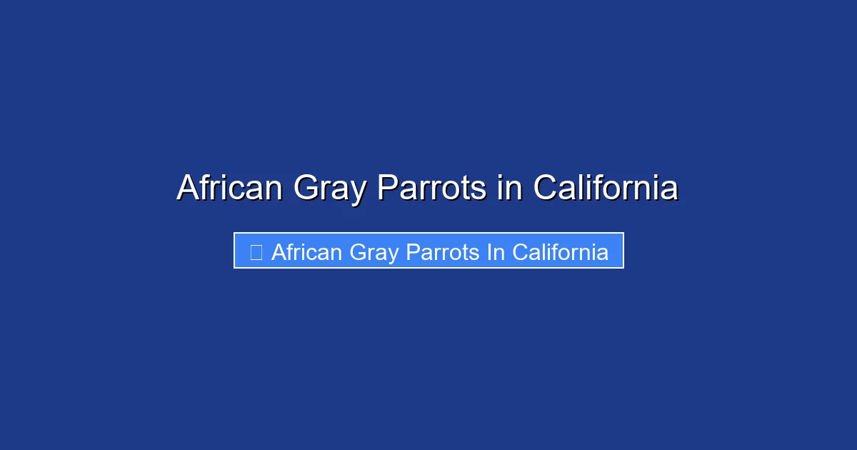 African Gray Parrots in California