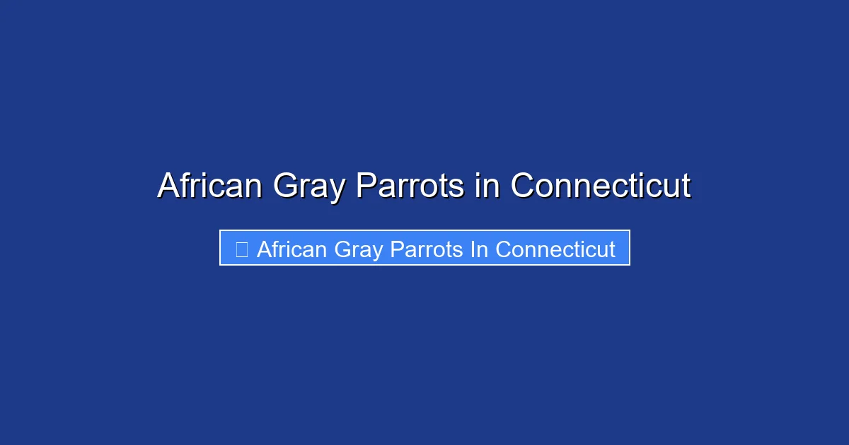African Gray Parrots in Connecticut