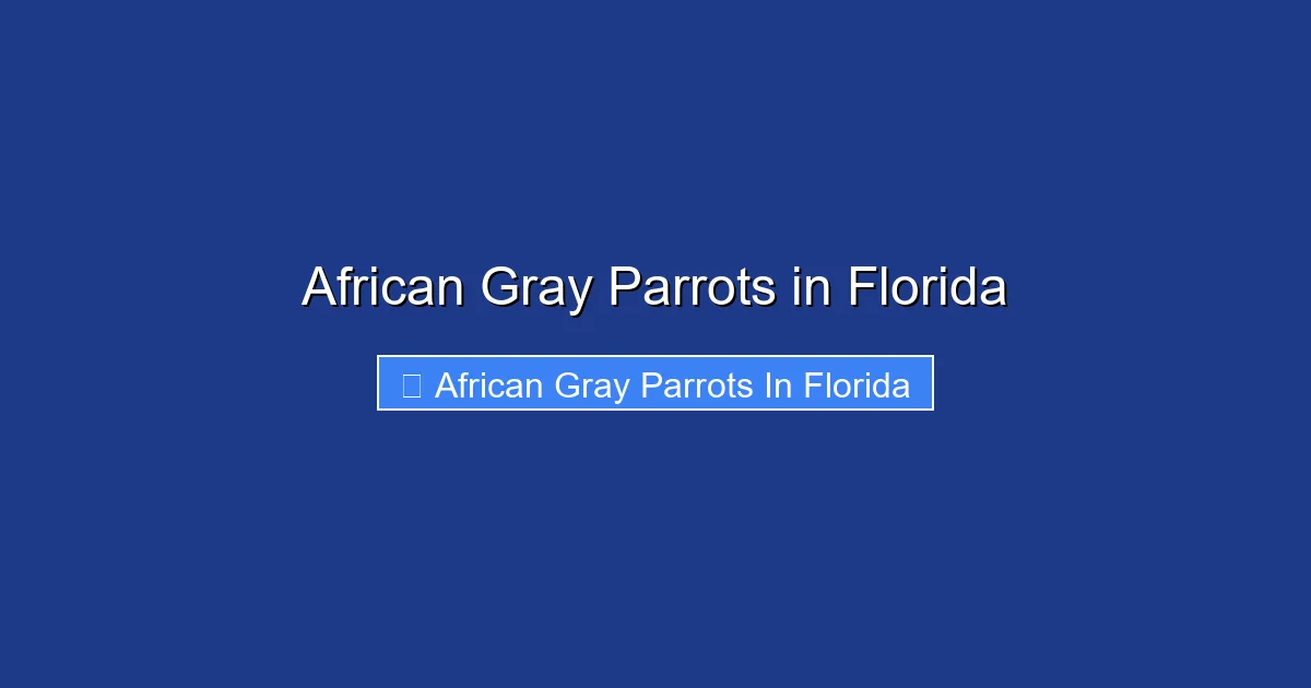 African Gray Parrots in Florida
