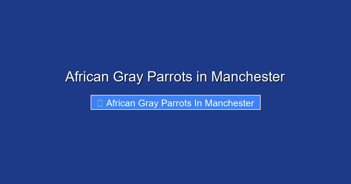African Gray Parrots in Manchester