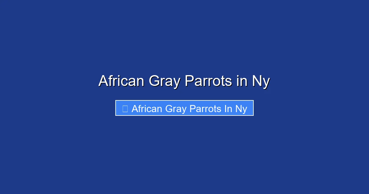 African Gray Parrots in Ny