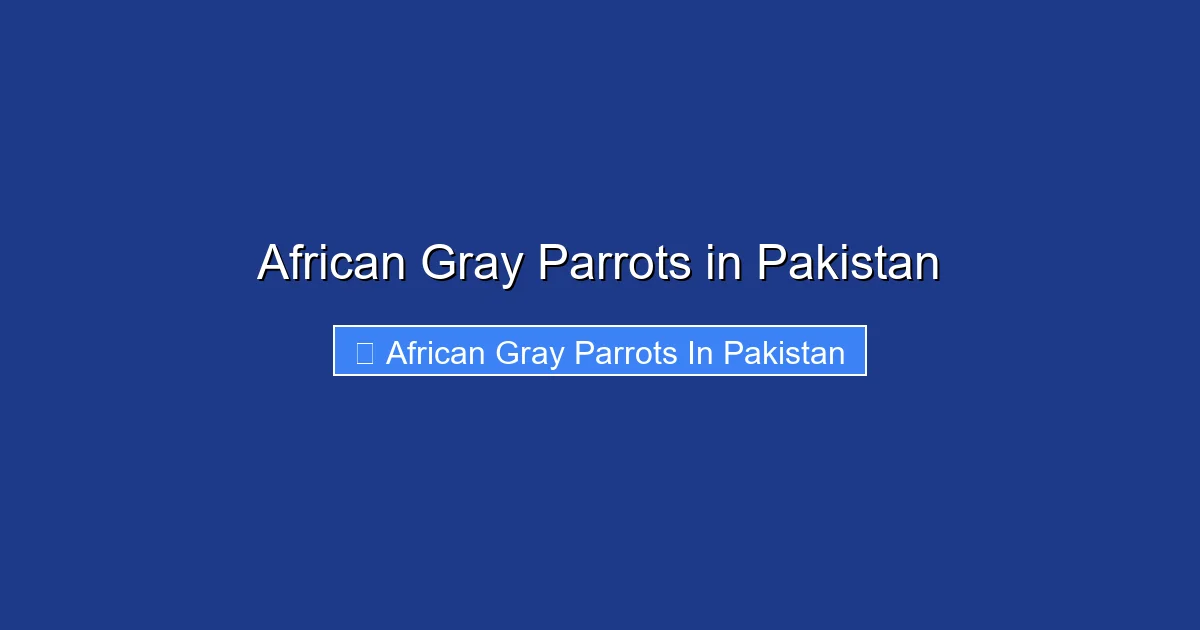 African Gray Parrots in Pakistan