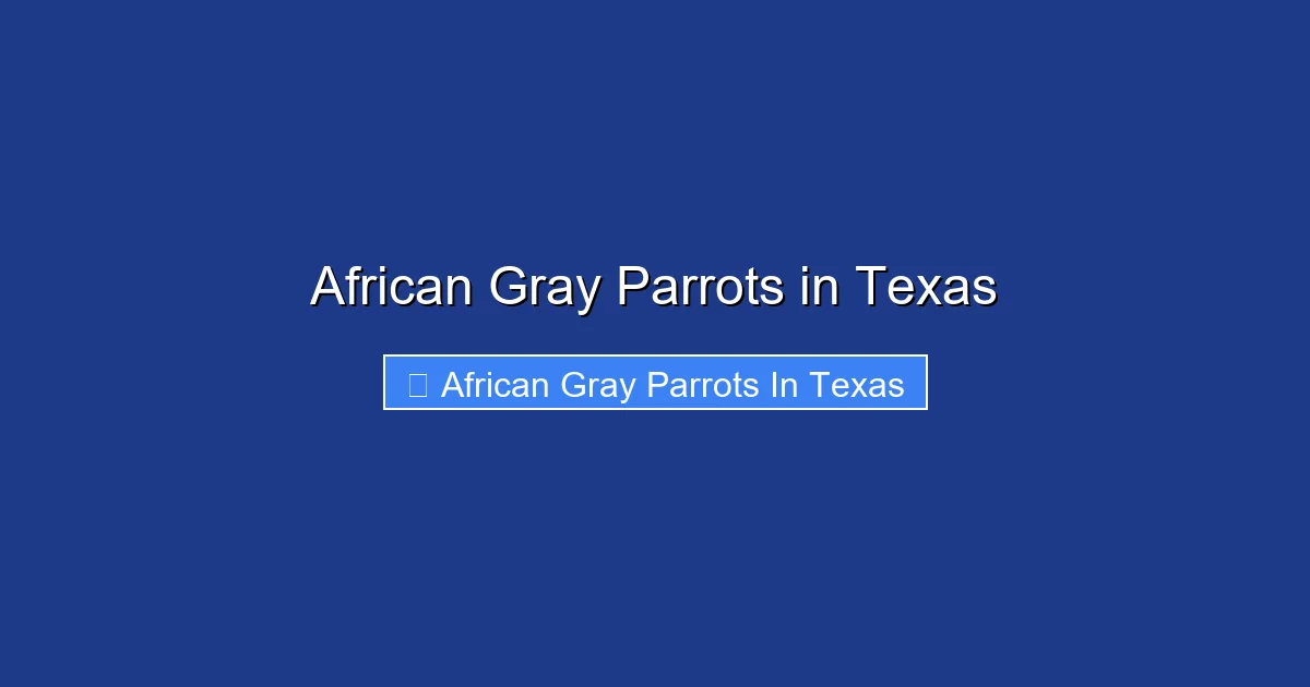African Gray Parrots in Texas