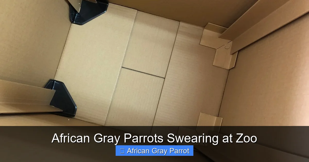 African Gray Parrots Swearing at Zoo