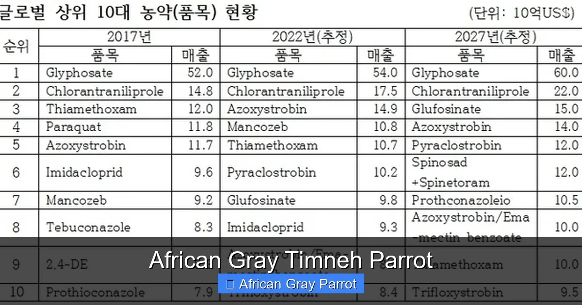 African Gray Timneh Parrot