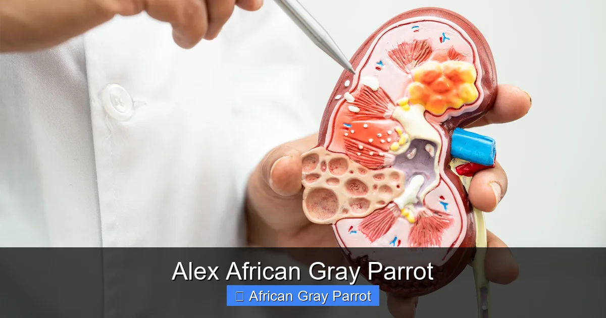 Alex African Gray Parrot
