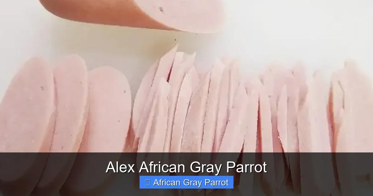 Alex African Gray Parrot