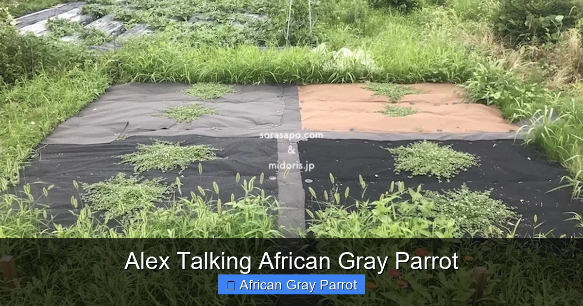 Alex Talking African Gray Parrot