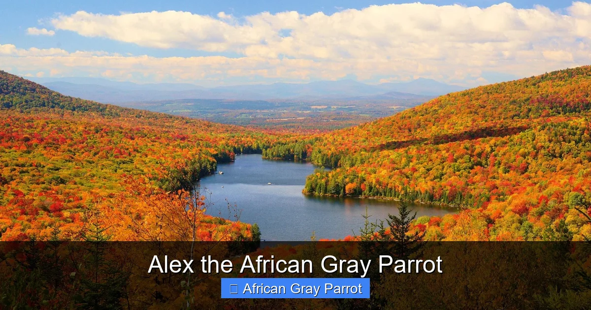 Alex the African Gray Parrot