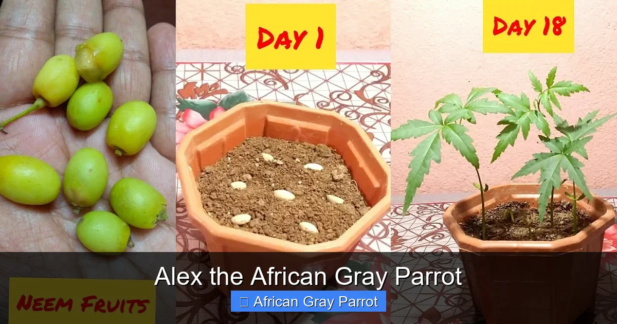 Alex the African Gray Parrot