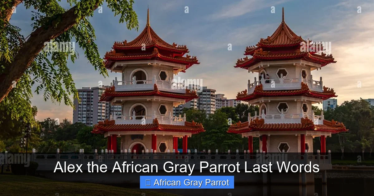 Alex the African Gray Parrot Last Words