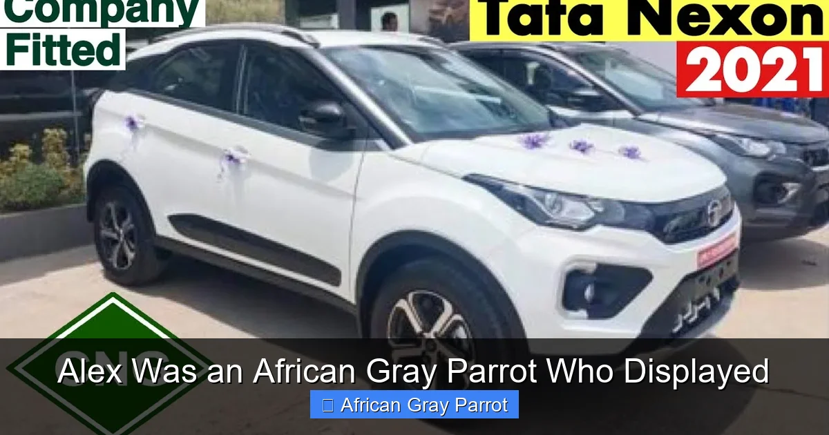 Alex Was an African Gray Parrot Who Displayed