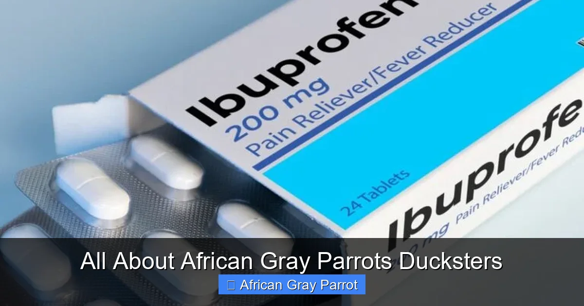 All About African Gray Parrots Ducksters