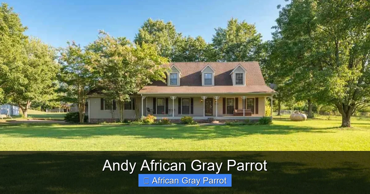 Andy African Gray Parrot