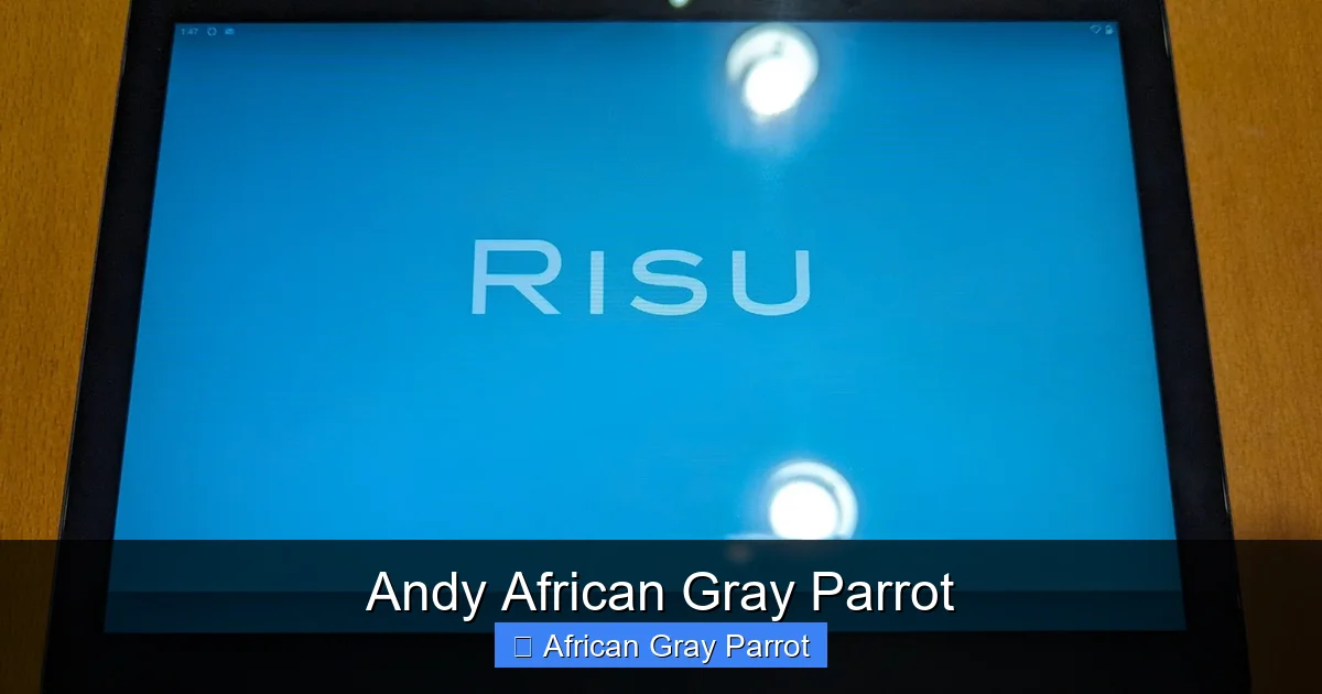 Andy African Gray Parrot