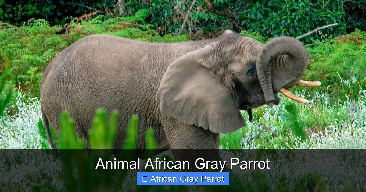 Animal African Gray Parrot