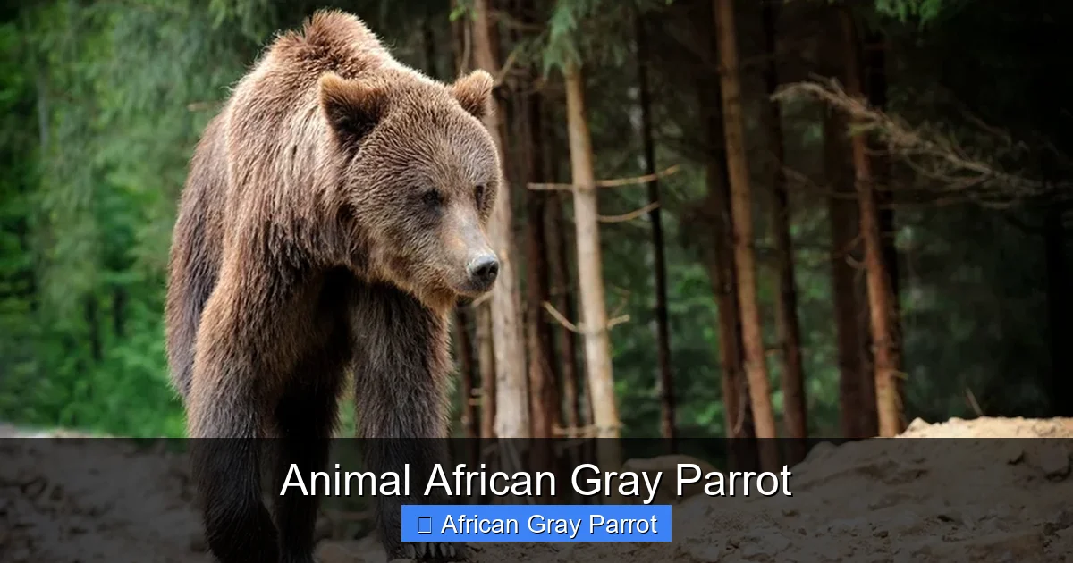 Animal African Gray Parrot