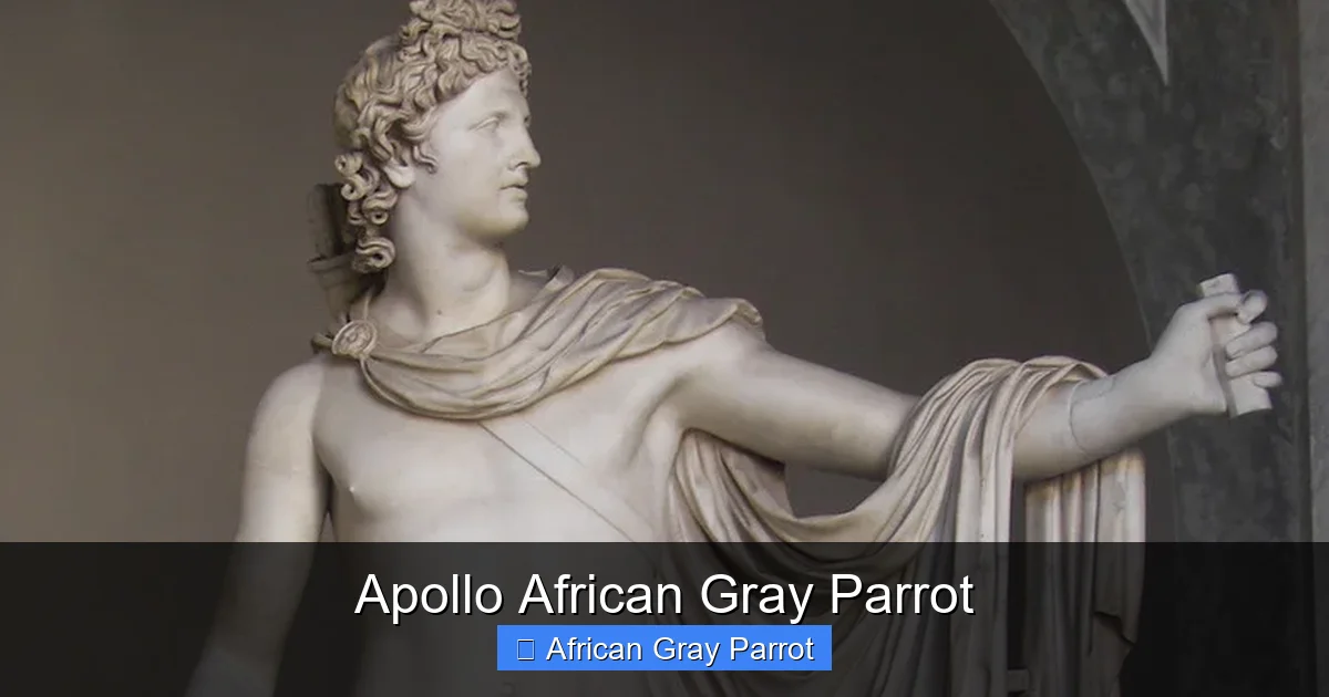 Apollo African Gray Parrot