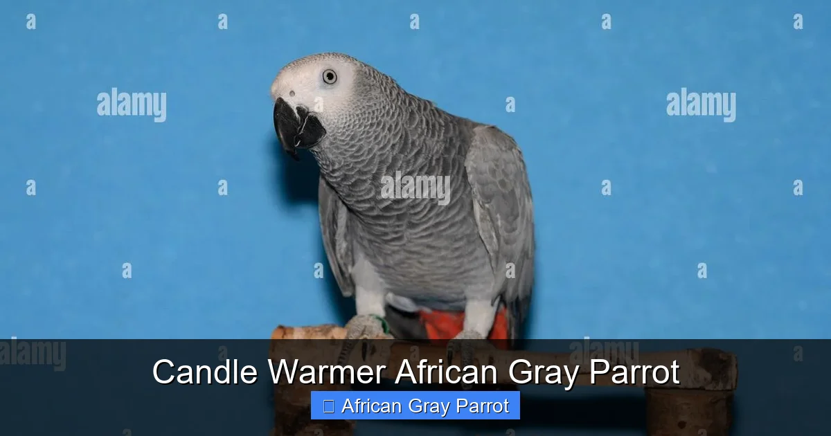 Candle Warmer African Gray Parrot