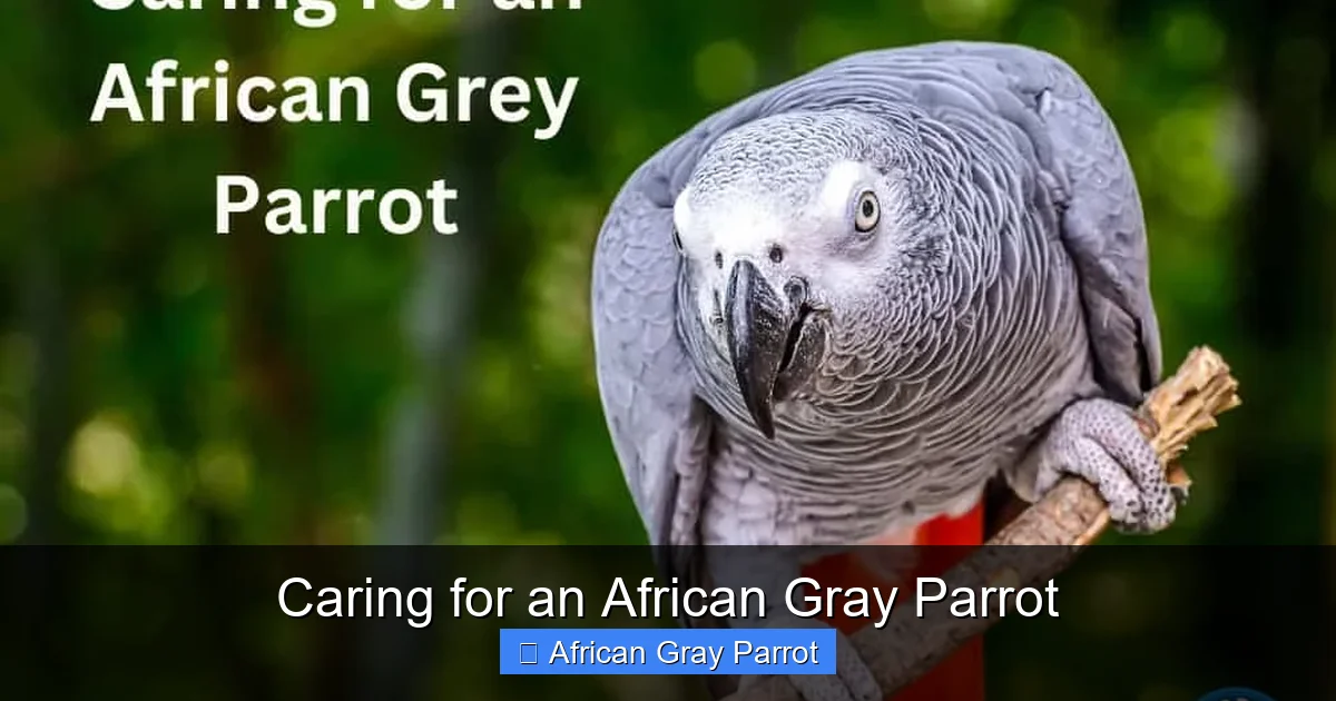 Caring for an African Gray Parrot