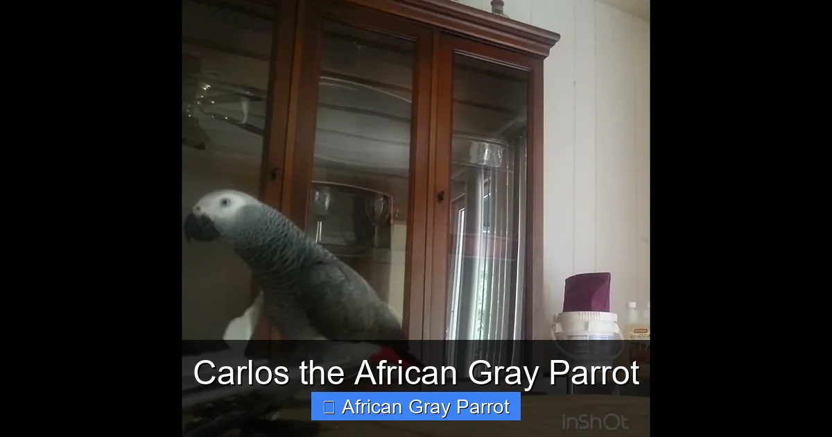 Carlos the African Gray Parrot