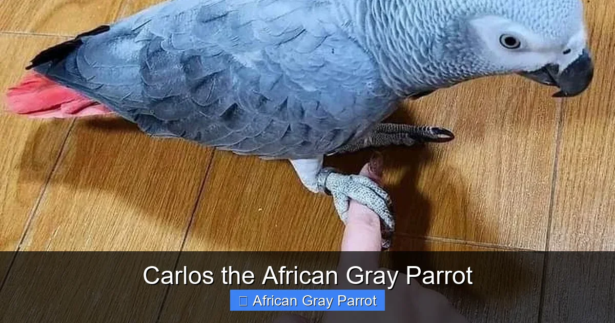 Carlos the African Gray Parrot