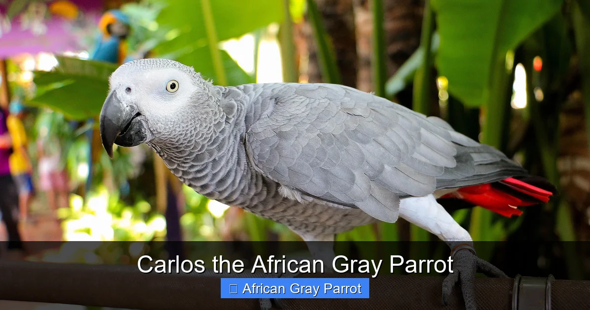 Carlos the African Gray Parrot