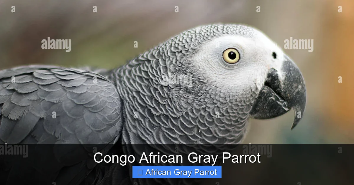 Congo African Gray Parrot