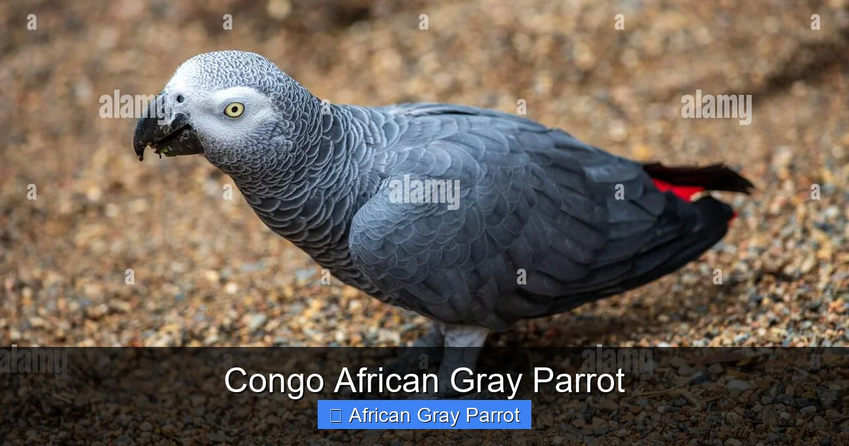 Congo African Gray Parrot