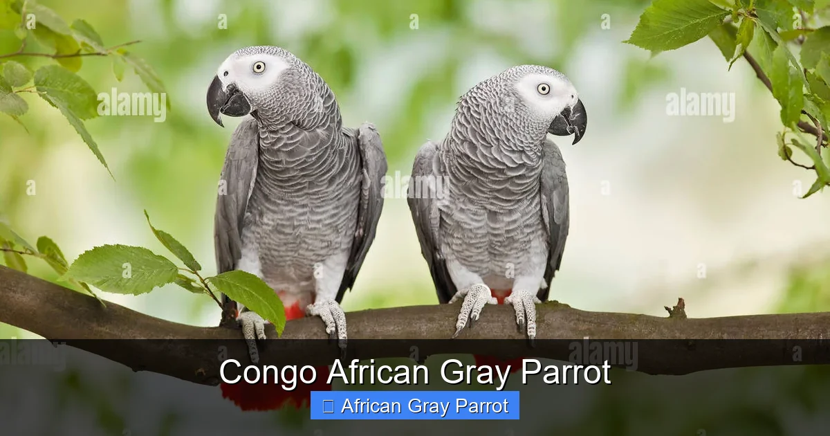 Congo African Gray Parrot