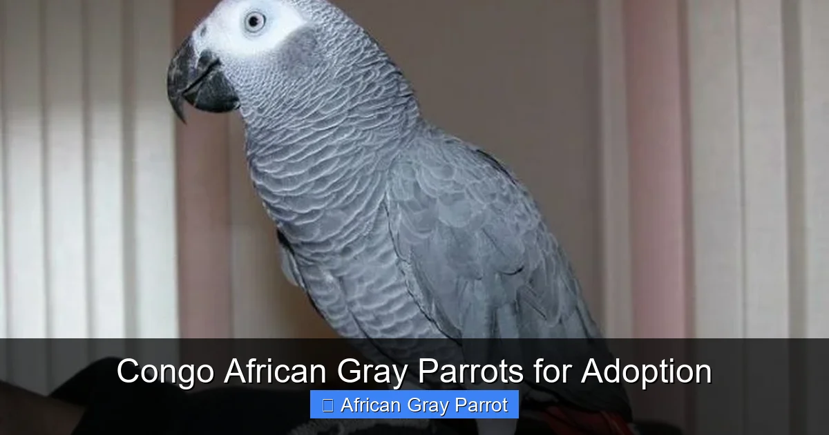 Congo African Gray Parrots for Adoption