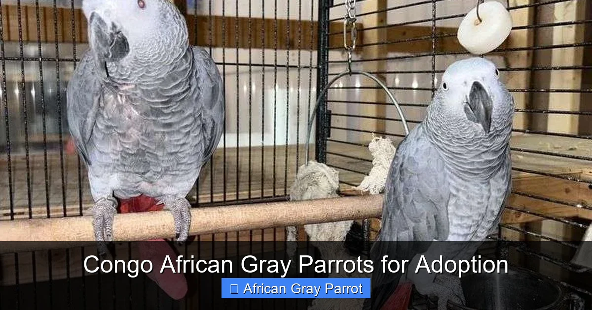 Congo African Gray Parrots for Adoption