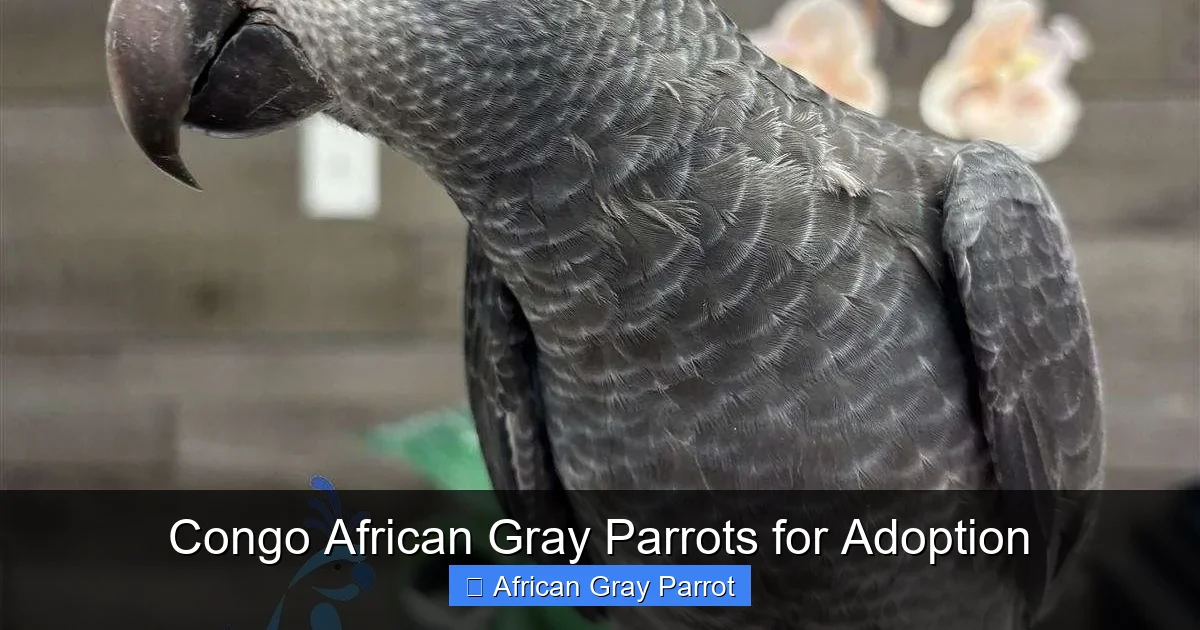 Congo African Gray Parrots for Adoption