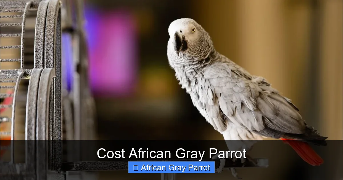 Cost African Gray Parrot
