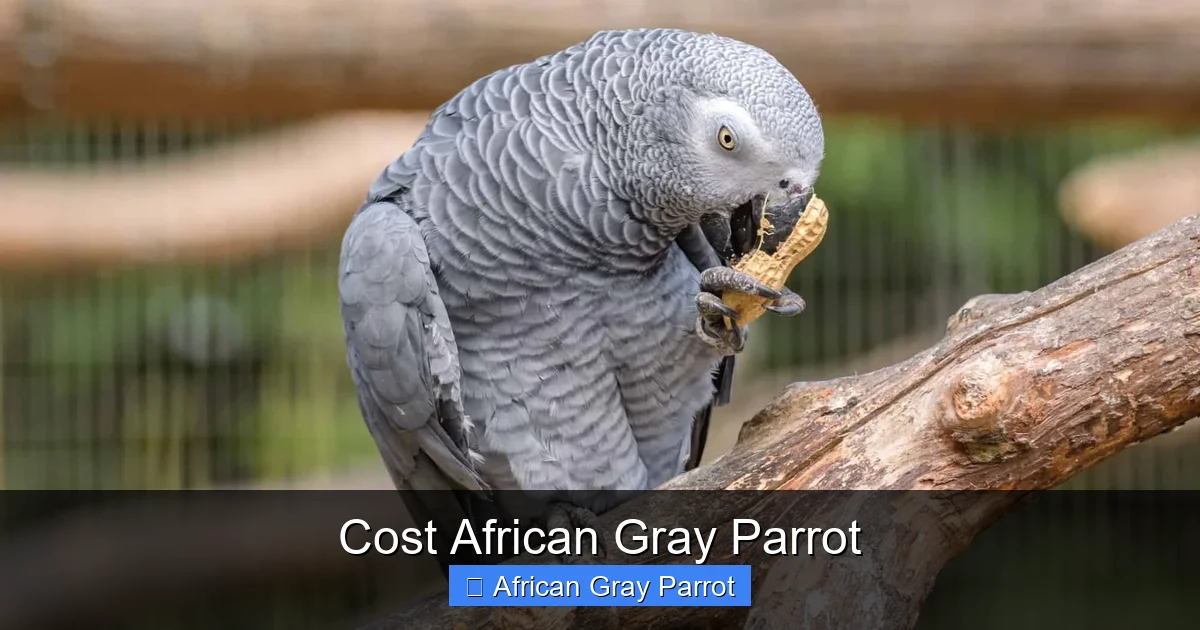 Cost African Gray Parrot