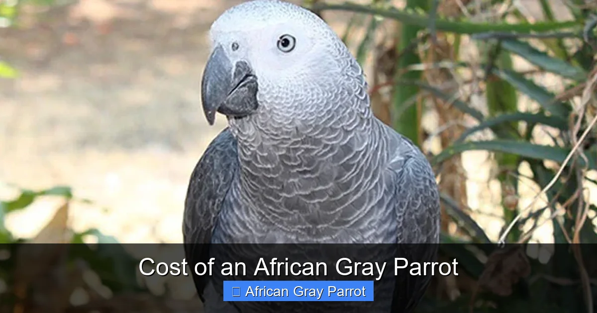 Cost of an African Gray Parrot