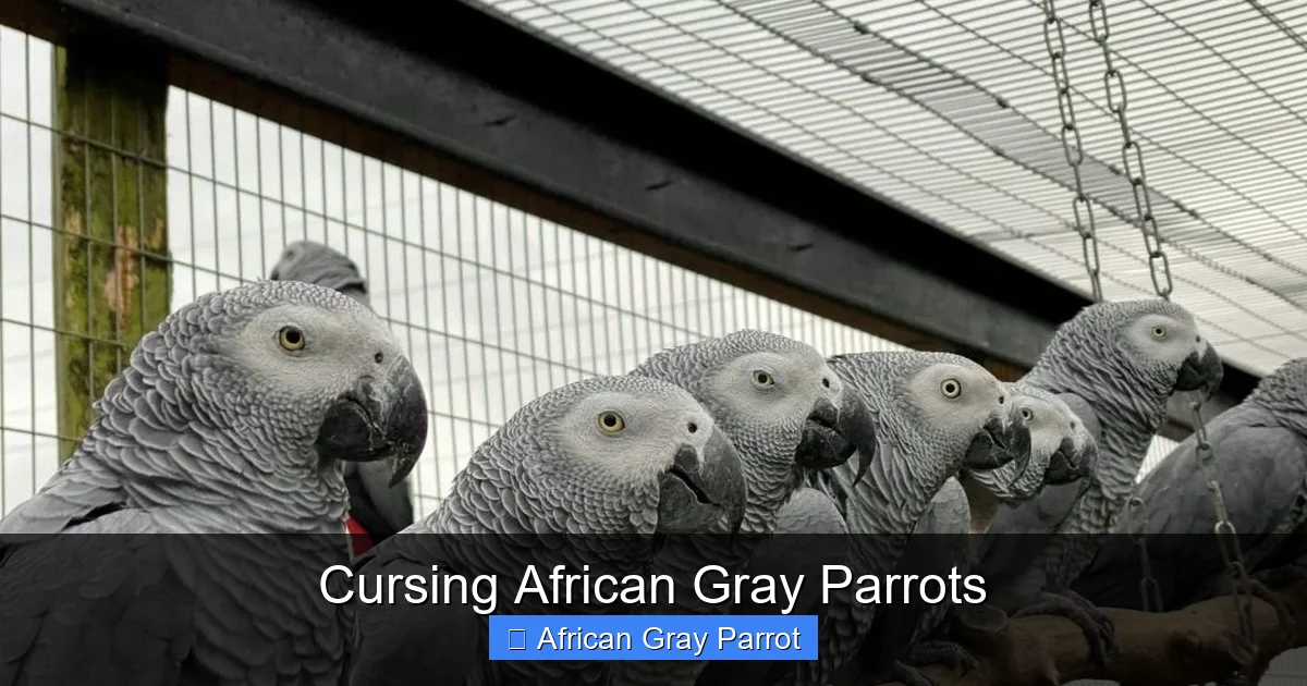 Cursing African Gray Parrots